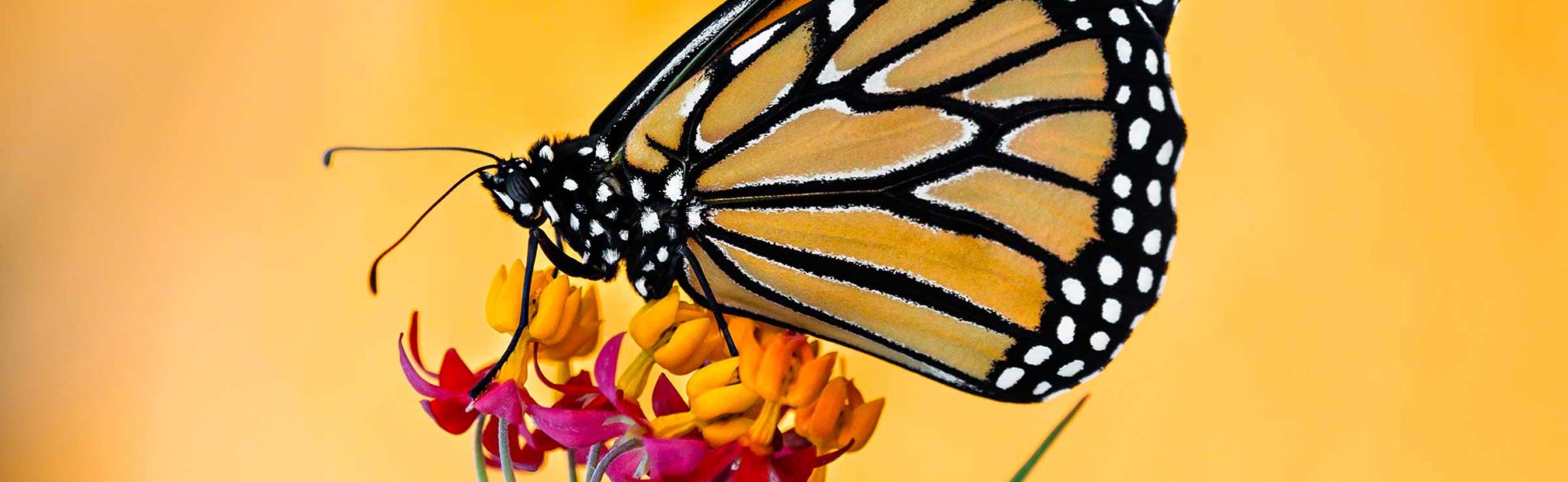 Petits oiseaux, abeilles et papillons avec Anne-Marie